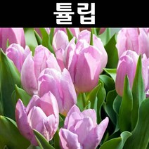 튤립(캔디프린스) 구근 10개 - 화단 정원 추식구근
