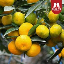 마녀바스켓 제주 극조생 감귤 2.5kg 중대과(M-L 2L)