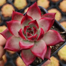 예쁜다육이 총집합 골라담기 다육식물, 6번-조니워커