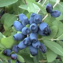 하니베리(하스카프) 나무 묘목 툰드라 4치포트 1개