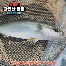 자연산 제철 방어 회 필렛 요리 홈마카세, 방어 손질통 + 회초장세트
