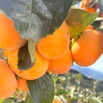 진영단감 5.0KG 중대과 22~28과 내외, 1개