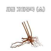 신바람 프리미엄 유목 (소) / 가지유목