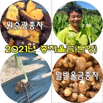 울금종근_원순광 종자울금, 일반 울금종자 1kg, 1개, 1kg