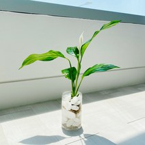 앙플랜트 수경재배식물 베이직화병 공기정화식물모음, 테이블야자 소품, 에그스톤 + 베이직화병 SET