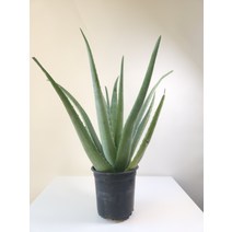 알로에 다육식물 선인장 중품 반려식물 255099, 1개