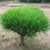 목하원예조경 소나무 둥근소나무 (반송) 폭50cm상 분, 1개