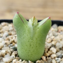 [코노피튬 빌로붐 피카츄 ] 랜덤 에이플랜트 321 귀여운식물 아프리카식물 식물인테리어 다육이 토분 홈가드닝 구근식물 희귀식물 선인장 수제분 3730 소형식물 키우기 쉬운식물
