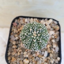 [메카다육]56-0519 선인장 슈퍼투구(국내실생)화분포함 다육식물