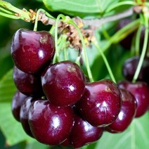 같이가치농원 라핀 체리나무 (R4전후 결실주)