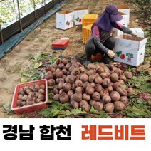 비트 레드비트 경남합천 고당도 레드비트 3kg 5kg 10kg, 10kg/상/300g내외
