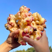 2022년 국내산 햇생강 흙생강 최상품, 1kg, 1개