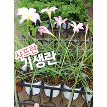 기생란/월동되는 꽃색이 제일 아름다운 분홍 샤프란