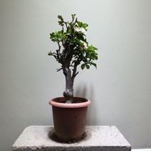 [공룡꽃식물원]애기사과나무 야생화 대품 249