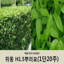착한가격 나무생각 쥐똥H1.5뿌리묘(1단20주)