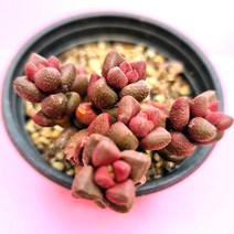 엘레강스 물이들면 예뻐지는 다육식물6-80 랜덤발송, 단품