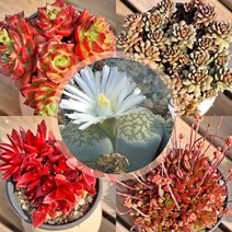 가정원예 다육식물 4종 + 리톱스 / 다육 반려 희귀 이색식물 분화, 레티지아