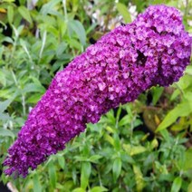 모종/ 붓들레아(로얄레드 ) 10cm포트/3개 G0987, 3개