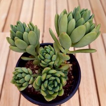 춘맹 물이들면 예뻐지는 다육식물5-35 랜덤발송, 단품