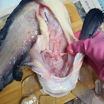 당일조업 활 생물 물메기 1마리 손질 2인분 꼼치 곰치 물곰 물텀벙 미거지 물메기탕, [손질+토막] @급냉@ 물메기