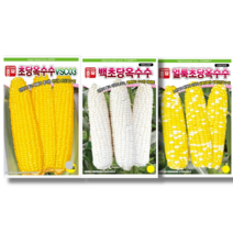 [즉시출고가능] 초당옥수수 씨앗 [22년포장] 초당옥수수 백초당옥수수 얼룩초당옥수수 종자 2000립 대포장, 백초당 2000립