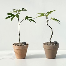 황칠나무 식물 미니 일자 S자 수형, 미니 S자 살구색 이태리토분+받침