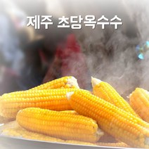 제주도 초당옥수수 13~16센치 10개 20개 판매, 초당옥수수10개입
