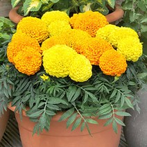 시즌플라워 [어린묘]메리골드-태산 혼합 10개셋트