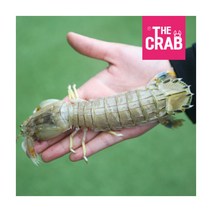 [더꽃게] 제철 갯가재 쏙 10kg 냉동 바다가재, 1개