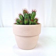 미니선인장 미니다육 가시선인장 홍기린 - 책상 사무실 플랜테리어 인테리어식물, 이태리 납작토분-아레나(받침 별도구매), 장군선인장
