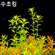 [수초킹] 키우기 쉬운 펄글라스 / 수초맛집 초보수초 새우놀이터 구피키우기 구피어항 구피 새우 모스 모스볼 수초농장 수초도매 구피수초 구피어항 새우수초 인기수초, 30촉