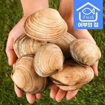 어부의 집 조개구이 왕 큰 조개 개조개 대합 1kg, 대합 1kg[5~12미](중국산)