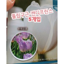튤립구근-캔디프린스(보라계열)-5개입/꽃말은 애정 배려 영원한사랑의고백