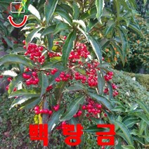 희귀씨앗 백량금 씨앗 5립, 상세페이지 참조