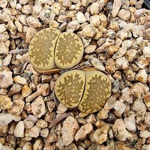 리톱스 줄리2 키우기 쉬운 다육 식물 랜덤, 단품