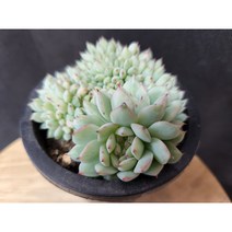 정화다육 다육식물 티피철화