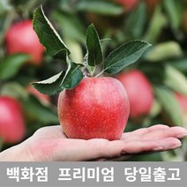 [특등급선별] 사과 2.5kg 사과 과일 부사 추석 과일종류 감홍사과 꿀사과 사과영양성분 부사사과 엔부사과 못난이사과 세척사과 아침사과 과일선물세트 사과즙효능 사과종류 노란사과