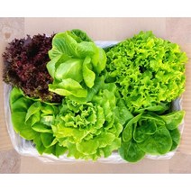 [설가채] 아쿠아포닉스 무농약 유럽 상추 모듬 1kg, 1개