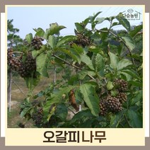 오갈피나무 묘목 오가피 실생2년생 뿌리묘 3개