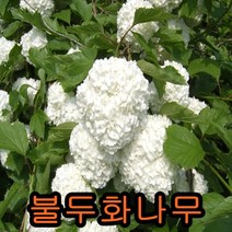 불두화나무 키1~1.2M 개화주 나무 묘목 꽃나무 화목류 수국나무