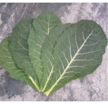 유기농 케일 즙용케일 친환경 신선초 1kg
