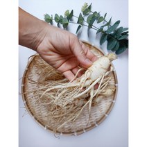 100% 국내산 금산인삼시장 세척인삼 5년근 수삼 6-8 뿌리 300g