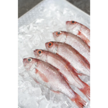 부산 앞바다 손질 금태 1미400g 2미500g 금태솥밥 아까무스, 1개, (400g x 1미) 1개