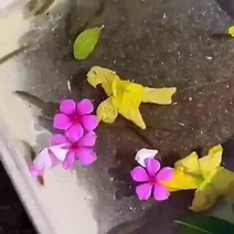 폴리우레아방수 폴리우레아 Youshuo 방수 누수 트랩 셀프 스프레이 그라운드 루프 폴리우레탄 소재 외벽 플러깅 킹 크랙 방수 코팅, 그레이 1병 700ml