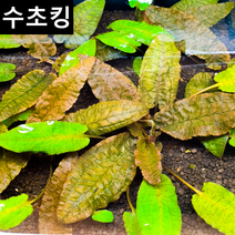 [수초킹] 키우기 쉬운 크립토코리네 펫치 / 수초맛집 초보수초 새우놀이터 구피키우기 구피어항 구피 새우 모스 모스볼 수초농장 수초도매 구피수초 구피어항 새우수초 인기수초, 1촉