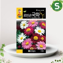솔림텃밭몰 로빈손국화씨앗 70립 국화꽃 꽃씨앗 혼합종