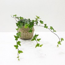 러브코리아 아이비(소)해초바구니 공기정화식물 실내인테리어식물, 단품