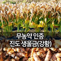 진도장모와서울큰사위 진도 생울금(강황) 무농약 인증 원물 청 담금주 생 차 22년 11월 갓수학 산지직송, 1개, 5kg