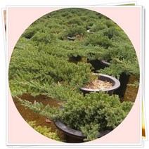 좀눈향나무 묘목 2년생5주 조경수