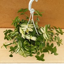 [용이네 화원] 수수한 매력의 청달개비 180 농원